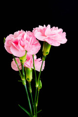 黒背景のピンクのカーネーション