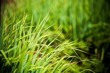 Grass