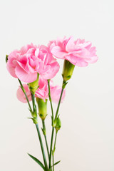 白背景のピンクのカーネーション
