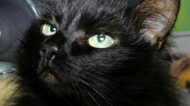 Portrait of black domestic cat that twists its head and looks around. Close-up.