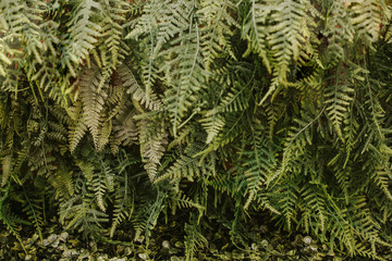 Flora texture. Nature composition. Close up on green plants. Green composition. Tropical concept.