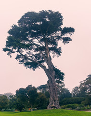 lonely cypress tree on a hill