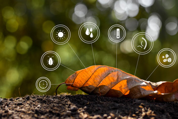 The leaves fall on the ground and there is technology icon about decomposing to soil.
