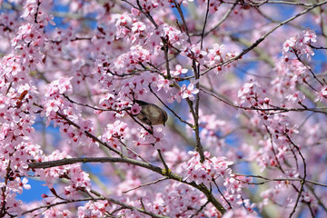 Bushtit in Cherry Blossoms