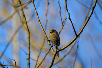 bushtit