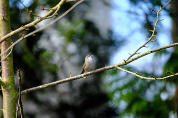 Carolina wren