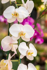 Beautiful bouquet of white orchids in the garden.
