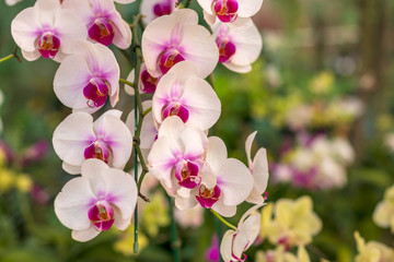 Fototapeta na wymiar Beautiful bouquet of white orchids in the garden.