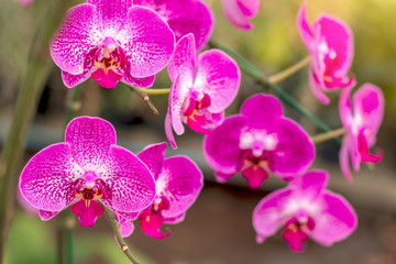 Naklejka na ściany i meble Beautiful bouquet of purple orchids in the garden.