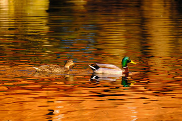 ducks in water