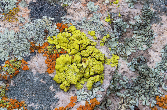 Bright Cobblestone Lichen (Acarospora socialis) a bright neon yellow green crustose lichen surrounded by other orange, teal, brown and gray lichens.