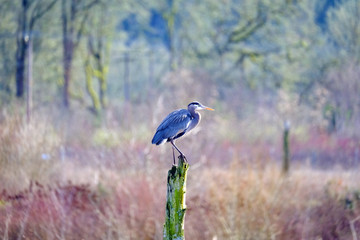 Great blue heron landing #6