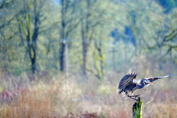 Great blue heron landing #3