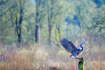 Great blue heron landing #2