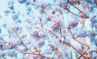 Soft blurred of flowers with soft in pastel tone for background.