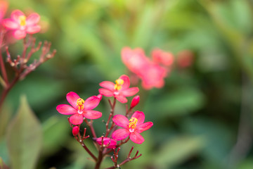 The background image of the colorful flowers
