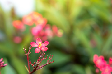 The background image of the colorful flowers
