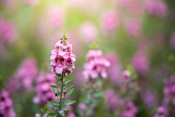 The background image of the colorful flowers