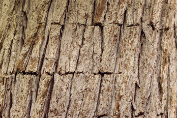 Tree bark texture
