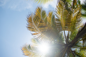 palmera