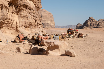 camellos del desierto