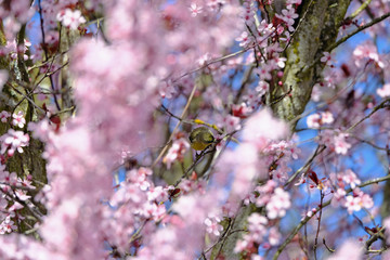 flowers in spring