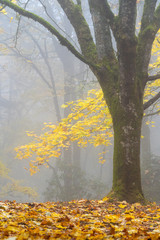 Foggy Forest Fall Colors in Forest Park Portland Oregon
