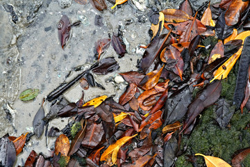 Vibrant colorful leaves gather at the coastal shoreline    