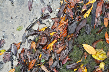 Vibrant colorful leaves gather at the coastal shoreline    