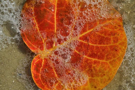 Colorful leaves caught in the surf near the coastline