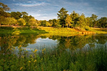 Sunset light on a secluded lake and summer wildflowers.