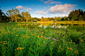 Fototapeta premium Sunset over a small lake and summer wildflowers.