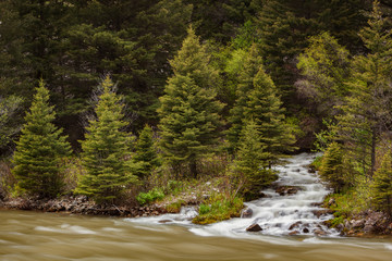 Gallatin River stream white water rapids set amongst pine trees in Custer Gallatin National Forest,...