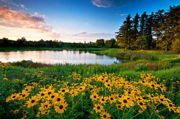 Sunset light on black-eyed susan wildflowers and a small secluded lake.