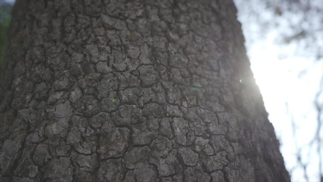 Corteza de &aacute;rbol