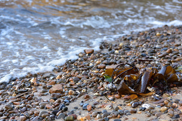 various small color pebbles on shore