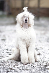 White Standard Poodle dog (Scandinavian lion show clip) posing outdoors sitting on a snowy grass in winter