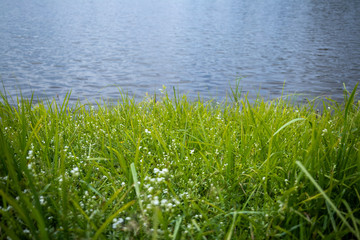 Obraz premium background. defocusing. green grass with white flowers on the shore of a blue lake / river.