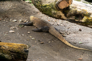 Komodo Dragon located in Surabaya, Indonesia