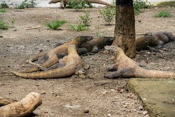 Komodo Dragon located in Surabaya, Indonesia