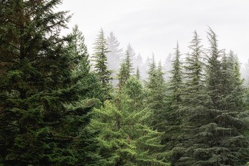 Trees and Ferns in the Forest in Oregon