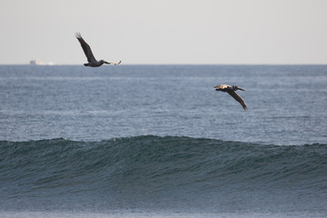Fototapeta na wymiar wave pelicans costa rica