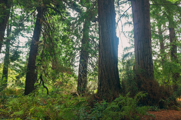 Obraz premium A grove of massive redwood trees in the forest