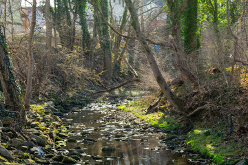 Fototapeta na wymiar A Slow Flowing Creek Surrounded by Trees and Foliage
