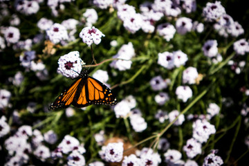 Orange Monarch Butterfly