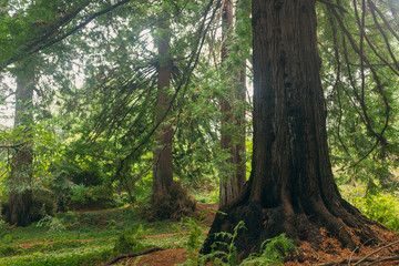 A grove of massive redwood trees in the forest