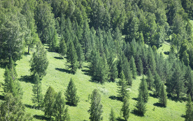 Forest on the hillside, green summer background