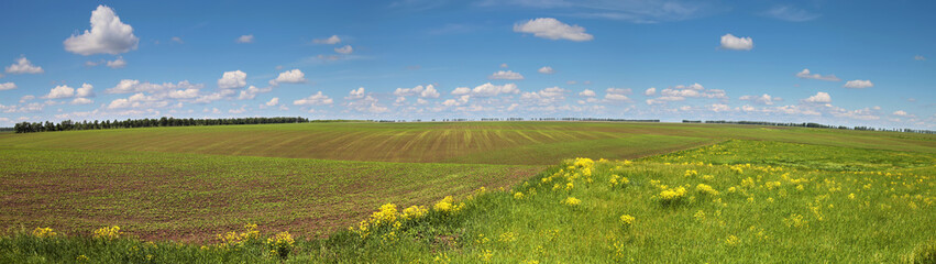 Fototapeta na wymiar Panoramic view of green field and picturesque blue sky with white clouds. Agriculture background, seeded field.