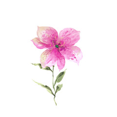 Flowers watercolor illustration.Manual composition.Big Set watercolor elements，Design for textile, wallpapers，Element for design,Greeting card