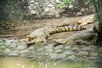 Crocodile on Surabaya Zoo, Indonesia